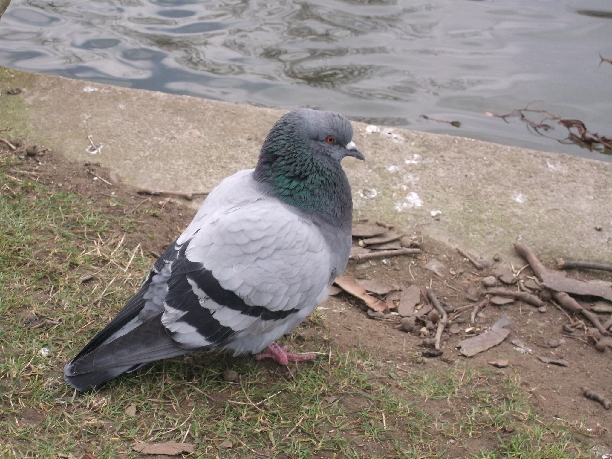 Lire la suite à propos de l’article Maîtrise des populations de pigeons biset