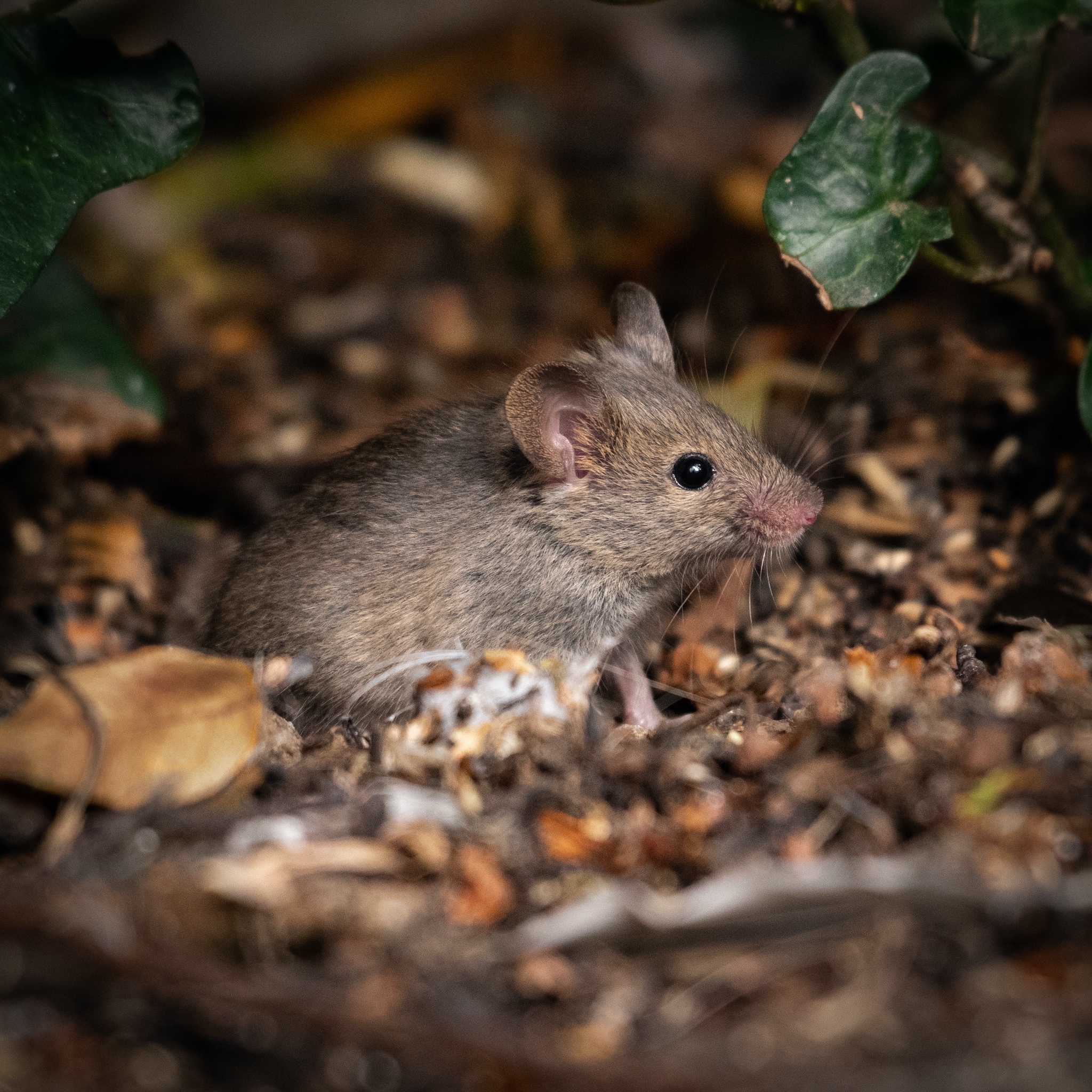 Lire la suite à propos de l’article Souris